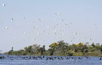 Imagem da notícia Lei do Pantanal passará a valer no dia 18 de fevereiro já com regulamentação